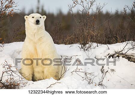 Polar bear (ursus maritimus) sitting in the snow; Manitoba, Canada View Large Photo Image Stock Photograph - Polar bear (ursus maritimus) sitting in the snow; Manitoba, Canada. Fotosearch