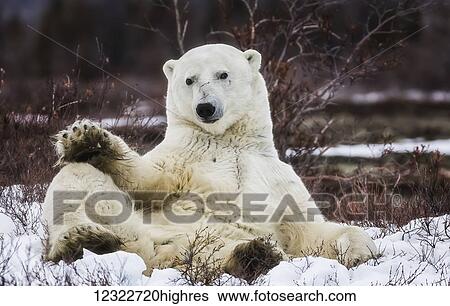 Polar bear (ursus maritimus) sitting in the snow; Churchill, Manitoba, Canada View Large Photo Image Stock Photograph - Polar bear (ursus maritimus) sitting in the snow; Churchill, Manitoba, Canada. Fotosearch