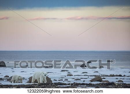 Stock Photograph - Polar bears along the coast of Hudson Bay waiting for the bay to freeze over, Manitoba, Canada. Fotosearch