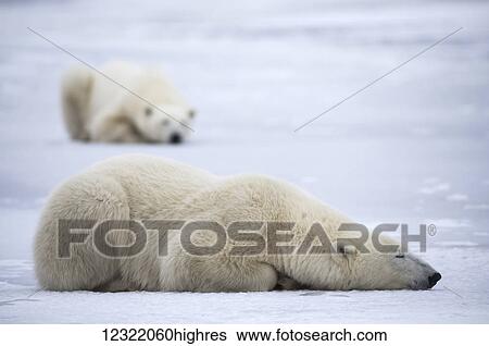 Stock Photograph - Polar bears along the coast of Hudson Bay waiting for the bay to freeze over, Manitoba, Canada. Fotosearch