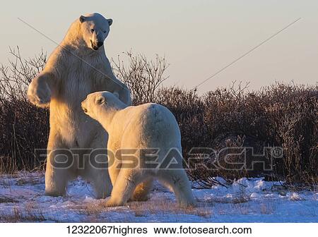 Stock Photograph - Polar bears along the coast of Hudson Bay waiting for the bay to freeze over, Manitoba, Canada. Fotosearch