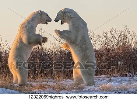Stock Photograph - Polar bears along the coast of Hudson Bay waiting for the bay to freeze over, Manitoba, Canada. Fotosearch