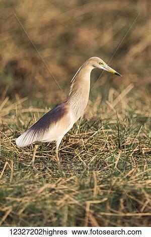 Pond heron (Ardeola grayii) looks for food in grass; Chandrapur, Maharashtra, India View Large Photo Image Stock Photograph - Pond heron (Ardeola grayii) looks for food in grass; Chandrapur, Maharashtra, India. Fotosearch
