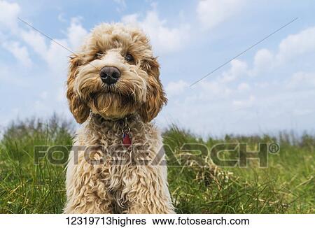 Portrait of a blond cockapoo sitting on grass; South Shields, Tyne and Wear, England View Large Photo Image Stock Photograph - Portrait of a blond cockapoo sitting on grass; South Shields, Tyne and Wear, England. Fotosearch