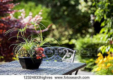 Potted plant on a patio table in a garden; Grimsby, Ontario, Canada View Large Photo Image Stock Photograph - Potted plant on a patio table in a garden; Grimsby, Ontario, Canada. Fotosearch