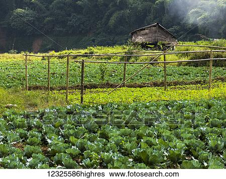 Stock Photograph - Produce growing in fields with lush, green foliage; Tambon Pa Tueng, Chang Wat Chiang Rai, Thailand. Fotosearch