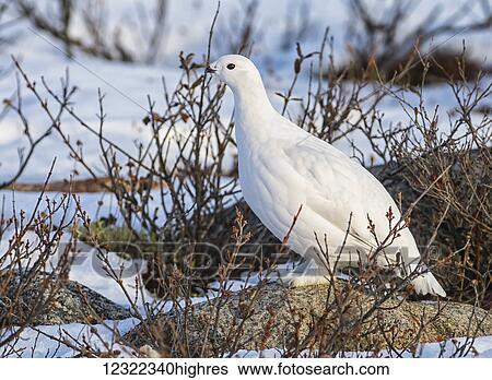Ptarmigan (Lagopus); Churchill, Manitoba, Canada View Large Photo Image Stock Photograph - Ptarmigan (Lagopus); Churchill, Manitoba, Canada. Fotosearch