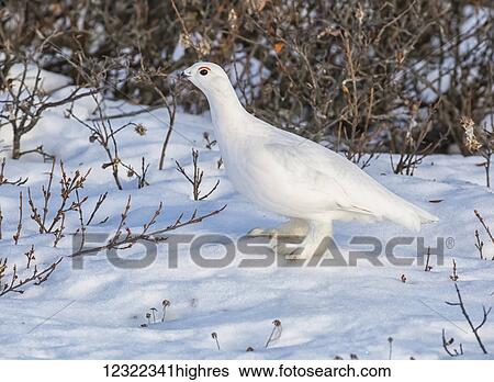 Ptarmigan (Lagopus); Churchill, Manitoba, Canada View Large Photo Image Stock Photograph - Ptarmigan (Lagopus); Churchill, Manitoba, Canada. Fotosearch