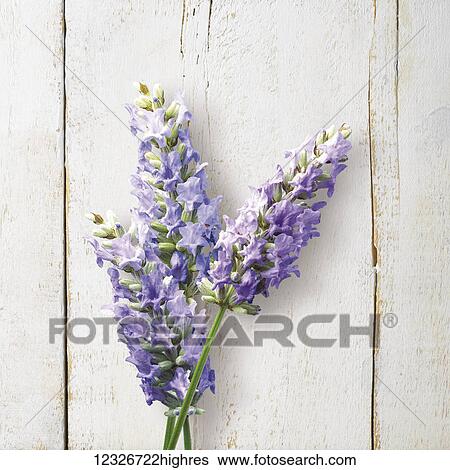 Purple cut flowers laying against a painted white wooden surface View Large Photo Image Stock Photograph - Purple cut flowers laying against a painted white wooden surface. Fotosearch