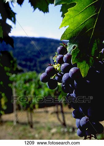Stock Photo - Purple grapes on the vine. Fotosearch