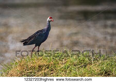 Purple moorhen (Porphyrio poliocephalus) in profile on grassy bank; Chandrapur, Maharashtra, India View Large Photo Image Stock Photograph - Purple moorhen (Porphyrio poliocephalus) in profile on grassy bank; Chandrapur, Maharashtra, India. Fotosearch