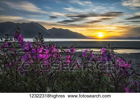 Stock Photograph - Purple Vetch (Vicia americana) blooms along the shores of Kluane Lake with sunset happening in the distance; Yukon, Canada. Fotosearch