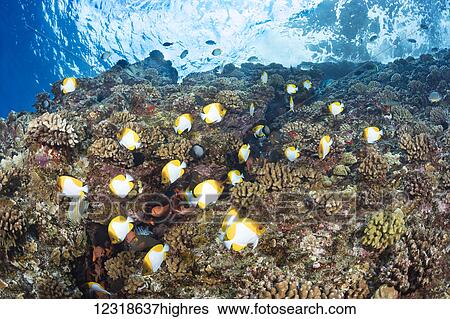 Stock Photograph - Pyramid butterflyfish (Hemitaurichthys polylepis) and miscellaneous reef fish above the Hawaiian hard coral reef off the backwall of Molokini Marine Preserve; Maui, Hawaii, United States of America. Fotosearch