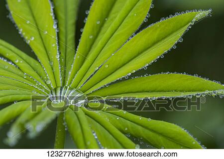 Stock Photograph - Rain drops cling to lupine leaflets; Oregon, United States of America. Fotosearch