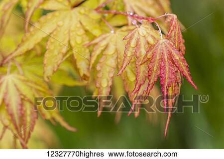 Stock Photograph - Rain falls on Japanese Maple (Acer palmatum) leaves in autumn colours; Astoria, Oregon, United States of America. Fotosearch