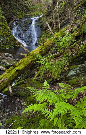 Stock Photograph - Ravine and waterfall in springtime along the Old Sanford Brook near West Gore; Nova Scotia, Canada. Fotosearch