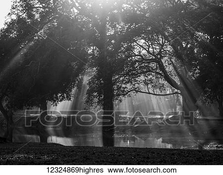 Rays of sunlight shining through the silhouette of a tree and reflecting onto a pond; Krong Siem Reap, Siem Reap Province, Cambodia View Large Photo Image Stock Photograph - Rays of sunlight shining through the silhouette of a tree and reflecting onto a pond; Krong Siem Reap, Siem Reap Province, Cambodia. Fotosearch