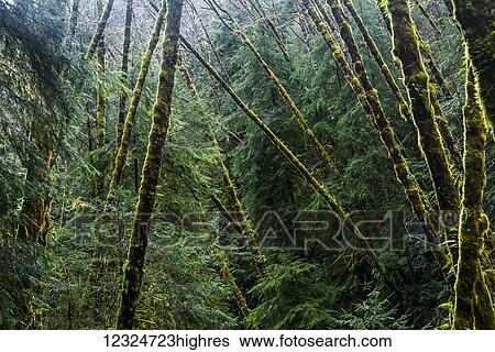 Red Alder trees grow with conifers; Cannon Beach, Oregon, United States of America View Large Photo Image Stock Photograph - Red Alder trees grow with conifers; Cannon Beach, Oregon, United States of America. Fotosearch
