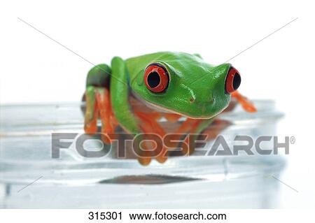 Stock Image - Red eyed tree frog hanging on. Fotosearch