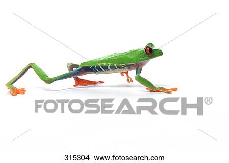 Picture - Red eyed tree frog walking. Fotosearch