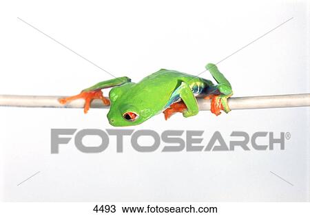 Stock Image - Red-Eyed Treefrog hanging on. Fotosearch