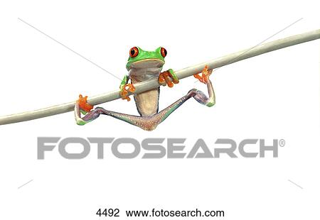 Stock Image - Red-Eyed Treefrog on cable. Fotosearch