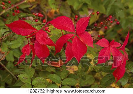 Red leaves and red wild Rose hip; Bedford, Nova Scotia, Canada View Large Photo Image Stock Photograph - Red leaves and red wild Rose hip; Bedford, Nova Scotia, Canada. Fotosearch