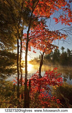 Stock Photograph - Red maple and early morning mist on pond; Waverley, Nova Scotia, Canada. Fotosearch