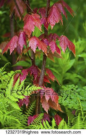 Stock Photograph - Red maple leaves and ferns in springtime; Bedford, Nova Scotia, Canada. Fotosearch