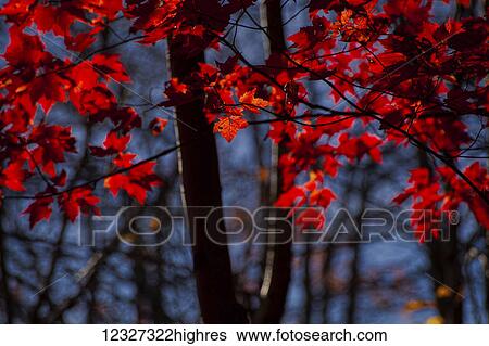 Red maple leaves at peak colour; Nova Scotia, Canada View Large Photo Image Stock Photograph - Red maple leaves at peak colour; Nova Scotia, Canada. Fotosearch