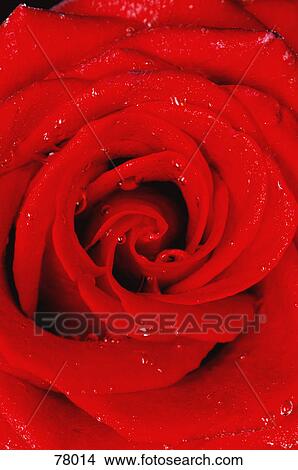 Picture - Red rose with water drops. Fotosearch