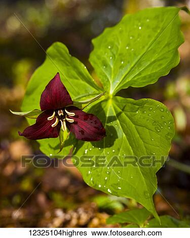 Stock Photograph - Red Trillium (Trillium erectum) wildflower and raindrops; Cape Split, Nova Scotia, Canada. Fotosearch
