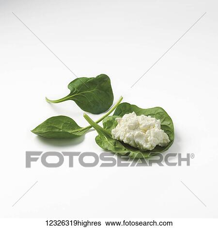 Ricotta cheese on a spinach leaf against a white background View Large Photo Image Stock Photograph - Ricotta cheese on a spinach leaf against a white background. Fotosearch
