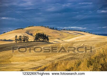 Rolling wheat fields; Palouse, Washington, United States of America View Large Photo Image Stock Photograph - Rolling wheat fields; Palouse, Washington, United States of America. Fotosearch