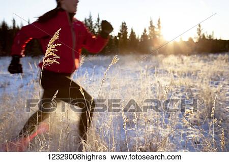 Stock Photograph - Running across a field with snow and long grasses in winter; Homer, Alaska, United States of America. Fotosearch