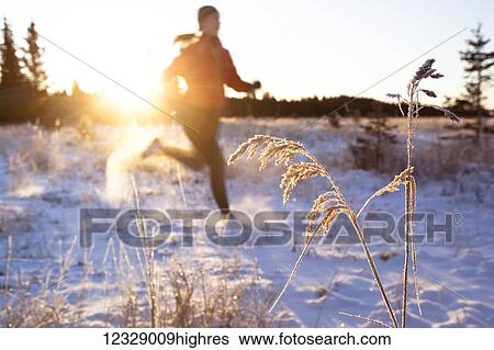 Stock Photograph - Running across a field with snow and long grasses in winter; Homer, Alaska, United States of America. Fotosearch