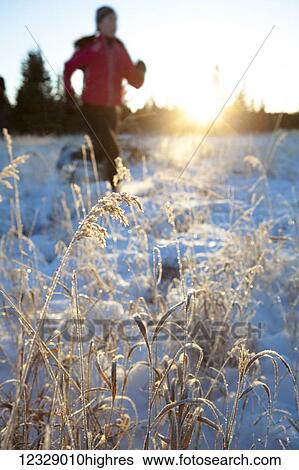 Stock Photograph - Running across a field with snow and long grasses in winter; Homer, Alaska, United States of America. Fotosearch