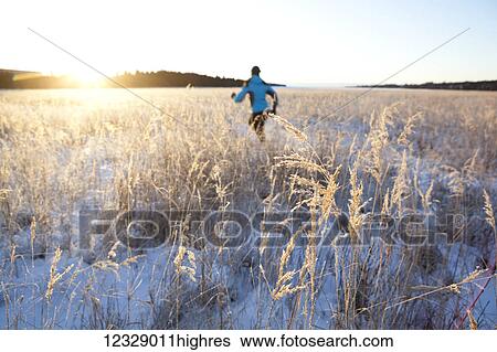 Stock Photograph - Running across a field with snow and long grasses in winter; Homer, Alaska, United States of America. Fotosearch