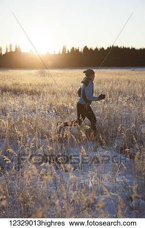 Stock Photograph - Running across a field with snow and long grasses in winter with the glow of the golden sunlight; Homer, Alaska, United States of America. Fotosearch