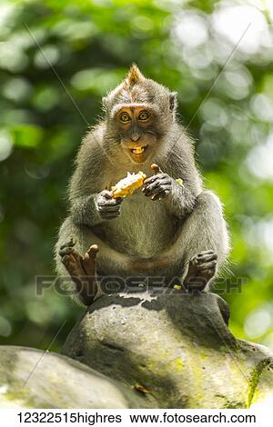 Stock Photograph - Scene in Monkey Forest; Ubud, Bali Island, Indonesia. Fotosearch