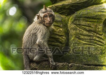 Stock Photograph - Scene in Monkey Forest; Ubud, Bali Island, Indonesia. Fotosearch