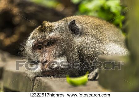 Stock Photograph - Scene in Monkey Forest; Ubud, Bali Island, Indonesia. Fotosearch