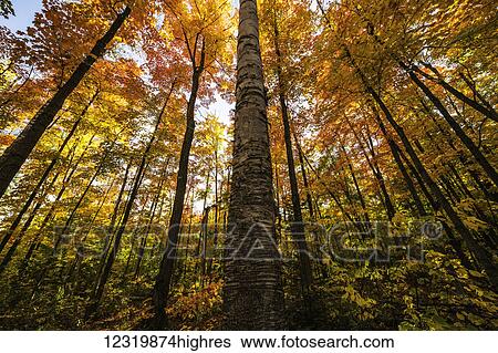 Scenic View Large Photo Image Stock Photograph - Scenic. Fotosearch