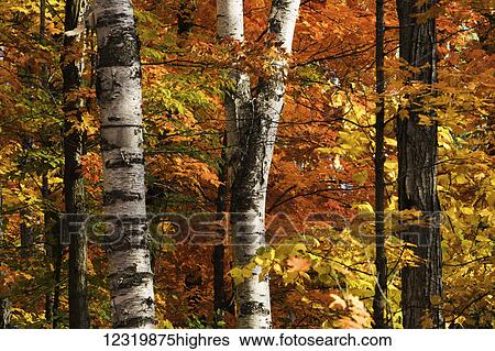Stock Photograph - Scenic. Fotosearch