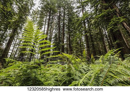 Scenic View Large Photo Image Stock Photograph - Scenic. Fotosearch