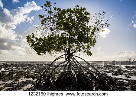 Stock Photograph - Scenic. Fotosearch