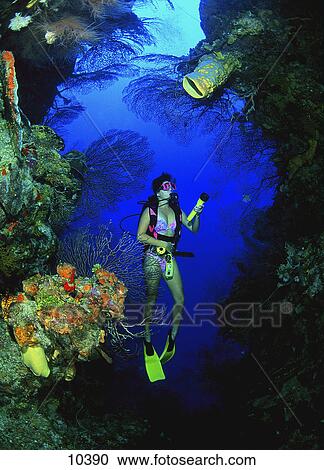 Scuba diver swimming through deep coral grotto View Large Photo Image Stock Image - Scuba diver swimming through deep coral grotto. Fotosearch
