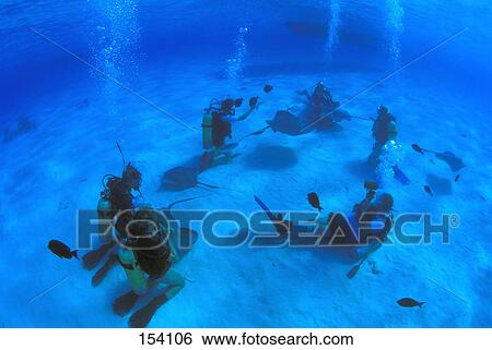 Stock Photograph - Scuba divers on ocean floor with sting rays. Fotosearch