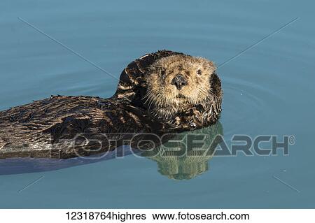 Sea Otter (Enhydra lutris) in Seward small boat harbor, South-central Alaska; Seward, Alaska, United States of America View Large Photo Image Stock Photograph - Sea Otter (Enhydra lutris) in Seward small boat harbor, South-central Alaska; Seward, Alaska, United States of America. Fotosearch