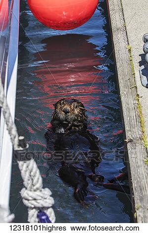 Sea Otter swims in the Small Boat Harbor in Seward, Kenai Peninsula, Southcentral Alaska. View Large Photo Image Stock Photograph - Sea Otter swims in the Small Boat Harbor in Seward, Kenai Peninsula, Southcentral Alaska.. Fotosearch